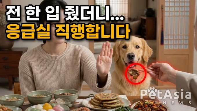 “명절 한입이 병원행 부를 수 있다”…전·갈비찜·잡채, 강아지 췌장염 주의보