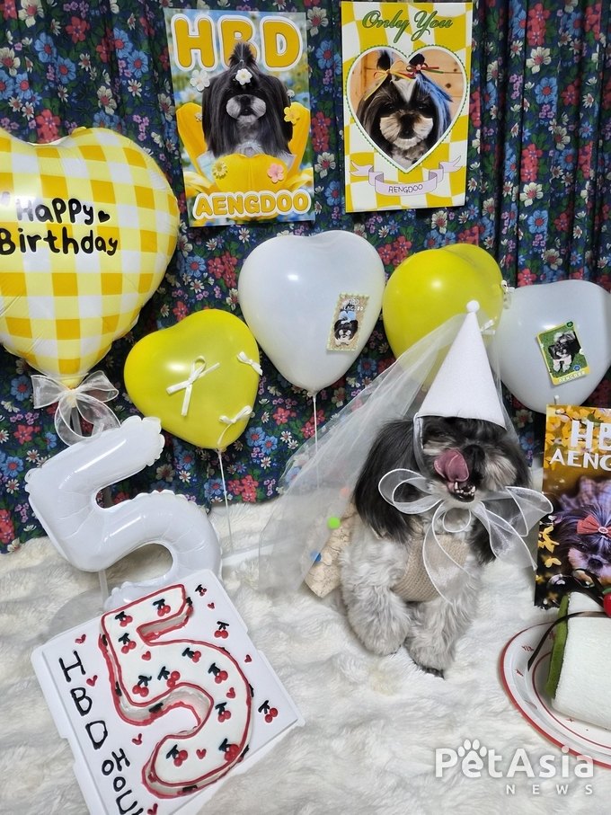 벚꽃보다 더 눈길 끈 하루… 대구 반려견 시츄 ‘앵두’ 생일상에 채팅방이 들썩였다.
