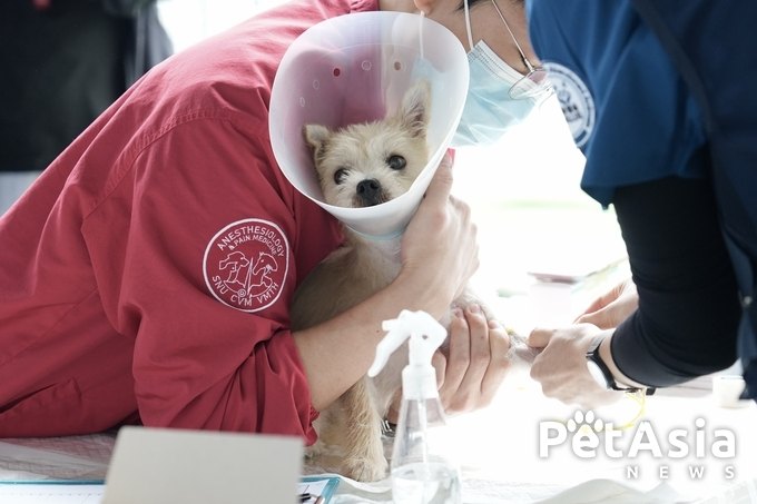 국경없는수의사회, 폭우속에서도 빛난 따뜻한 손길! 유기견의 내일을 열다
