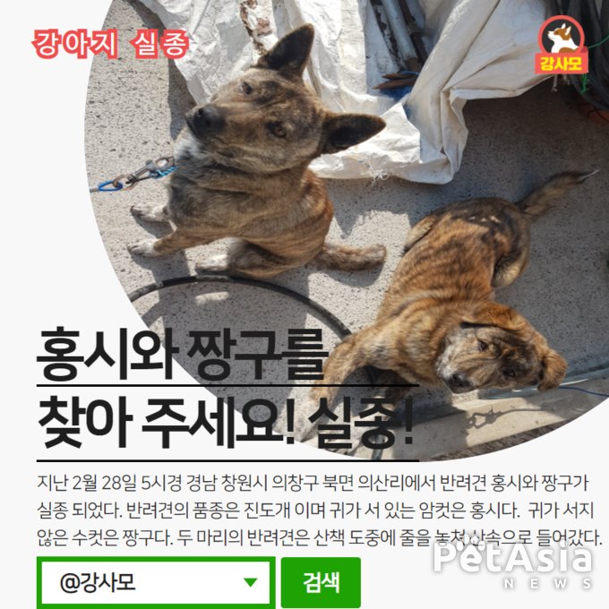 창원시 의창구에서 실종된 진도개 "홍시와 짱구"를 찾아라