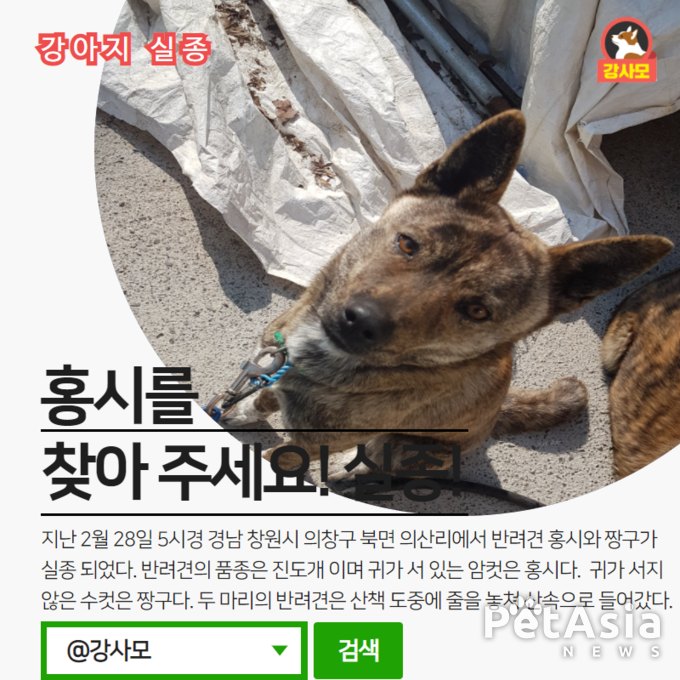 창원시 의창구에서 실종된 진도개 "홍시와 짱구"를 찾아라