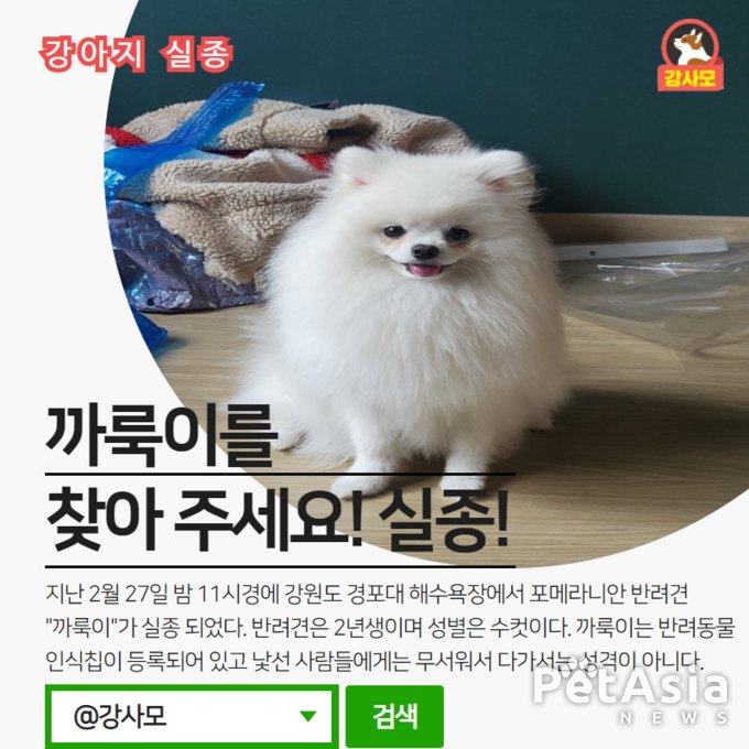 강원도 경포대 해수욕장 인근에서 포메라니안 강아지가 실종 되었다.