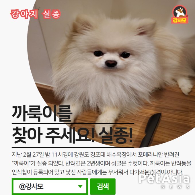 강원도 경포대 해수욕장 인근에서 포메라니안 강아지가 실종 되었다.