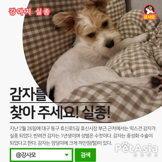 대구 동구 효신로5길 효신시장 부근에서 믹스견 감자가 실종 되었다.