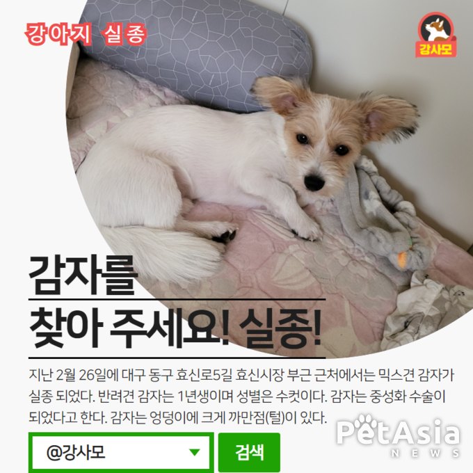 대구 동구 효신로5길 효신시장 부근에서 믹스견 감자가 실종 되었다.