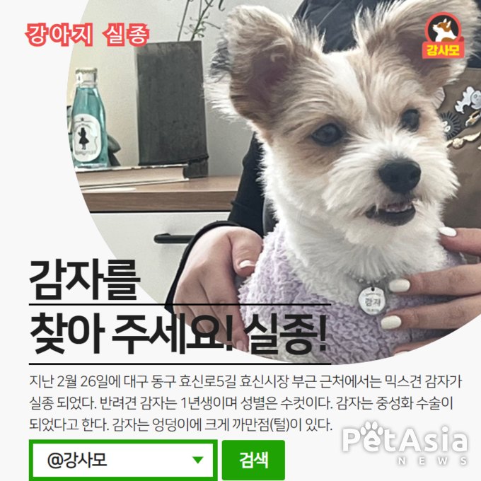대구 동구 효신로5길 효신시장 부근에서 믹스견 감자가 실종 되었다.