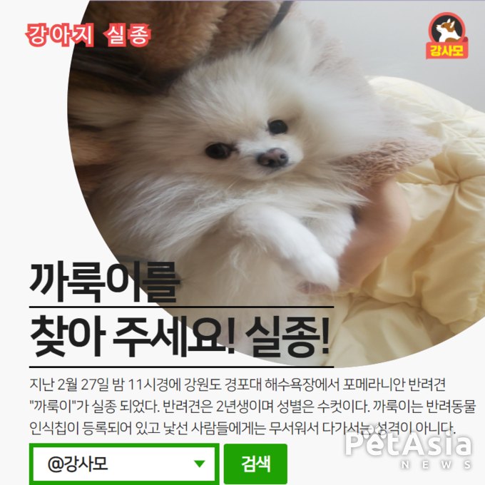 강원도 경포대 해수욕장 인근에서 포메라니안 강아지가 실종 되었다.