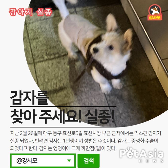 대구 동구 효신로5길 효신시장 부근에서 믹스견 감자가 실종 되었다.