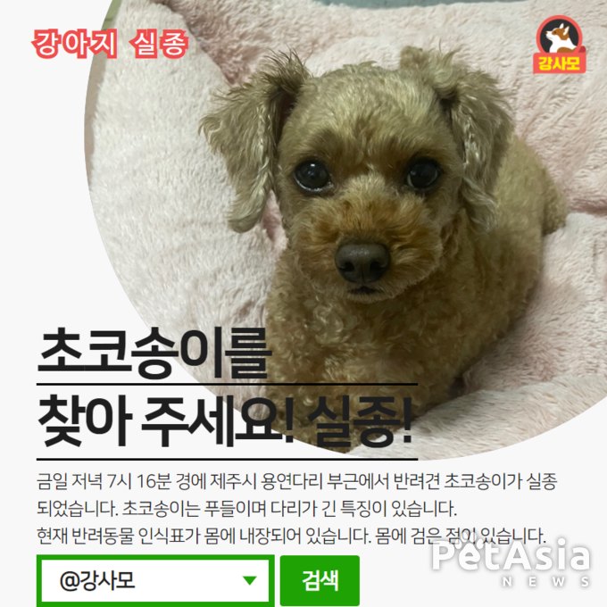 제주시 용연다리에서 실종된 푸들 강아지 "초코송이"를 찾아라