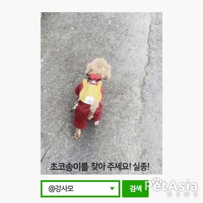 제주시 용연다리에서 실종된 푸들 강아지 "초코송이"를 찾아라
