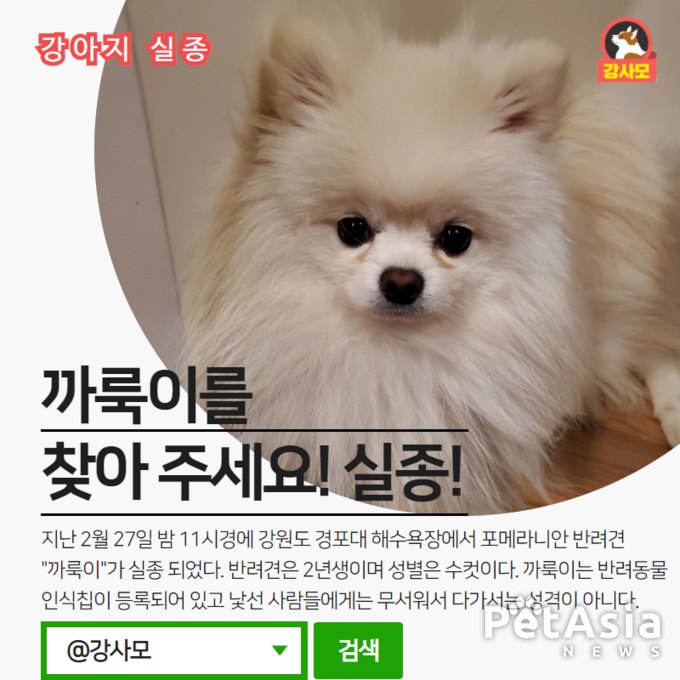 강원도 경포대 해수욕장 인근에서 포메라니안 강아지가 실종 되었다.