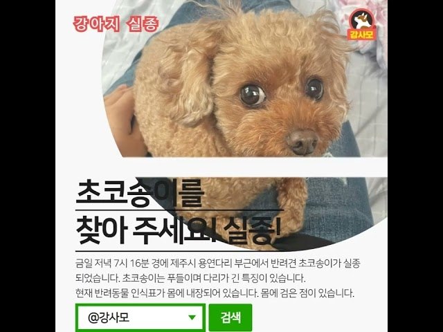 제주시 용연다리에서 실종된 푸들 강아지 "초코송이"를 찾아라