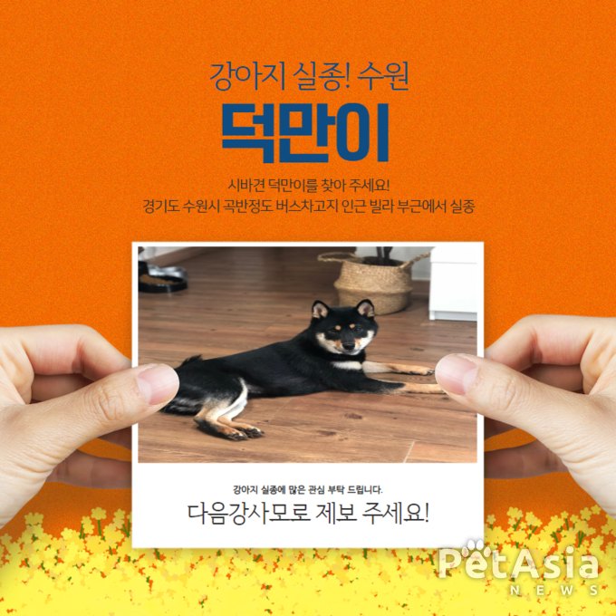 시바견 덕만! 경기도 수원시 곡반정도 버스차고지 인근 빌라에서 실종(강아지를 찾아 주세요!)