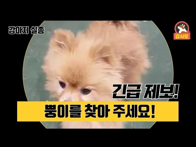 강아지실종, 반려견 "뿡이를 찾아 주세요"
