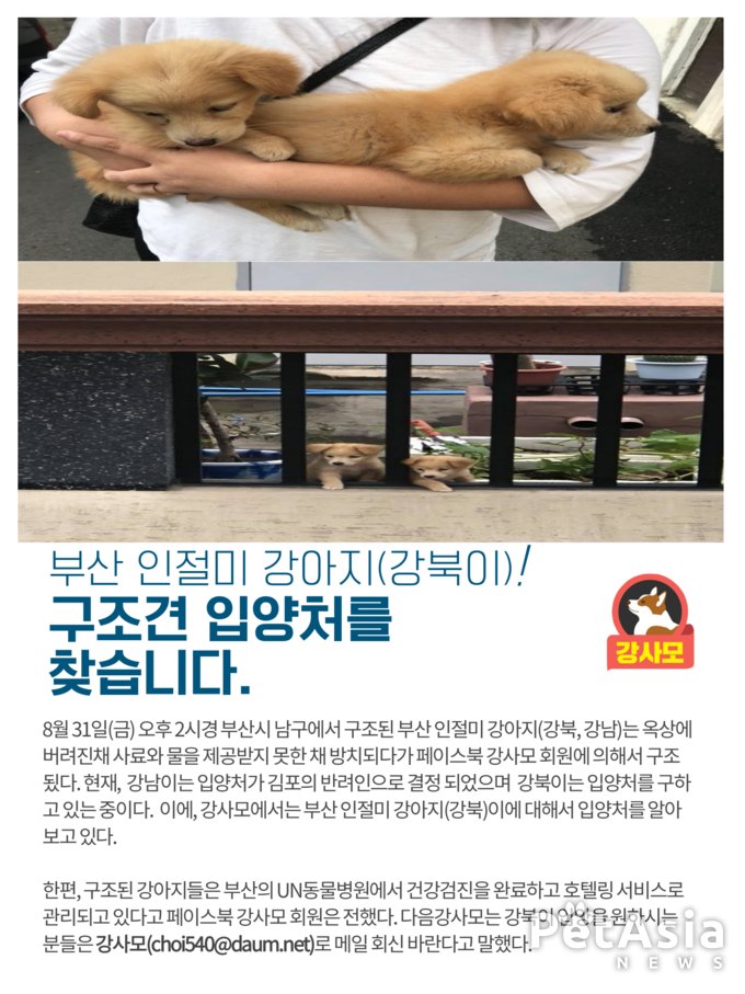 긴급 구조된 부산 인절미 강아지(강북이)의 새로운 가족을 찾는다고 강사모는 밝혀