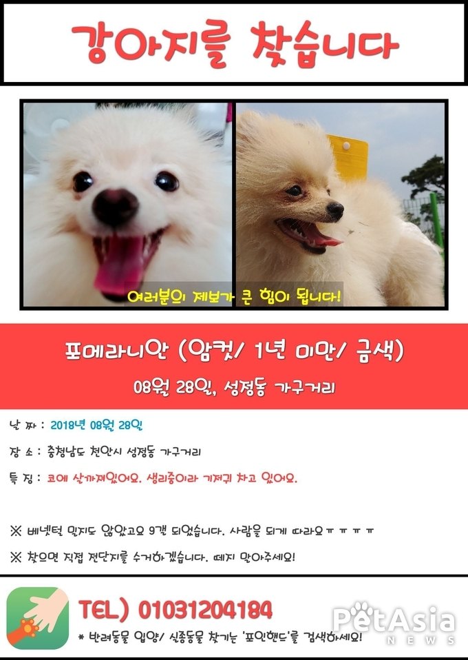 반려견 쏘미, 8월28일 17시경 충남 천안시 성정동 가구거리인근에서 실종