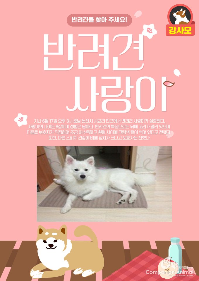 반려견 실종, 충남 논산시 시묘리 부근에서 스피츠 사랑이가 실종