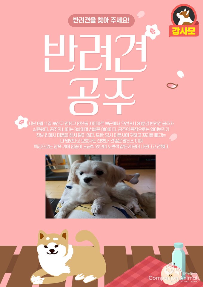 반려견실종, 부산구 연제구 연산동 자이마트 부근에서 말티스 공주 실종