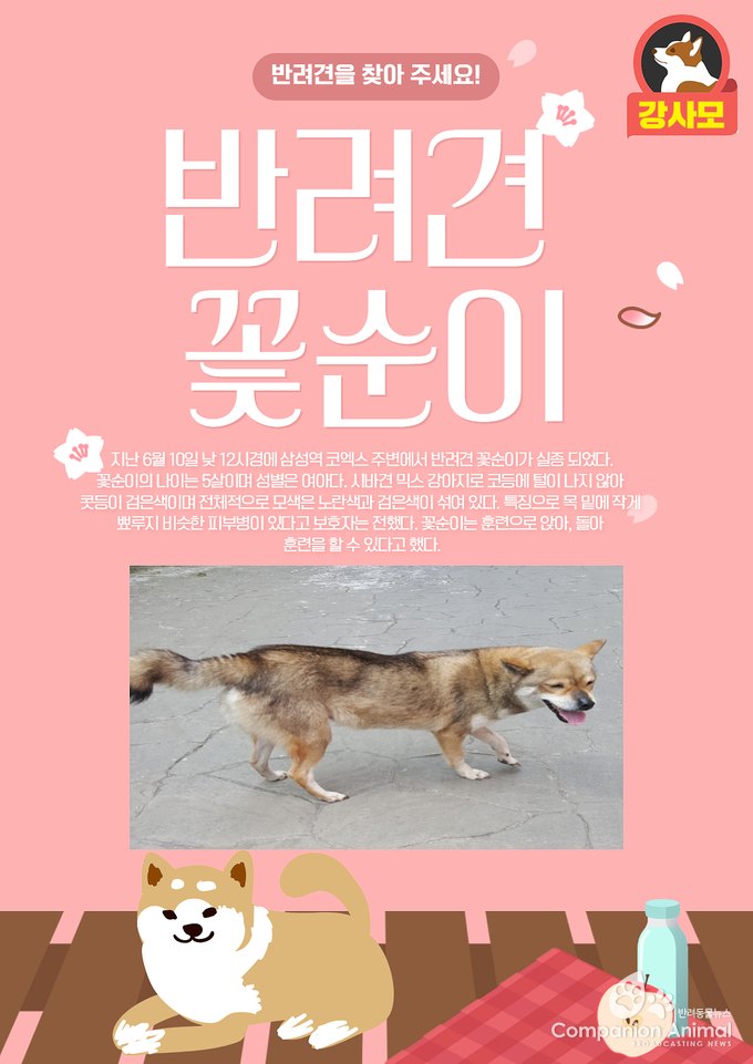 반려견실종, 서울 삼성역 코엑스 주변에서 시바 믹스견 콩이가 실종
