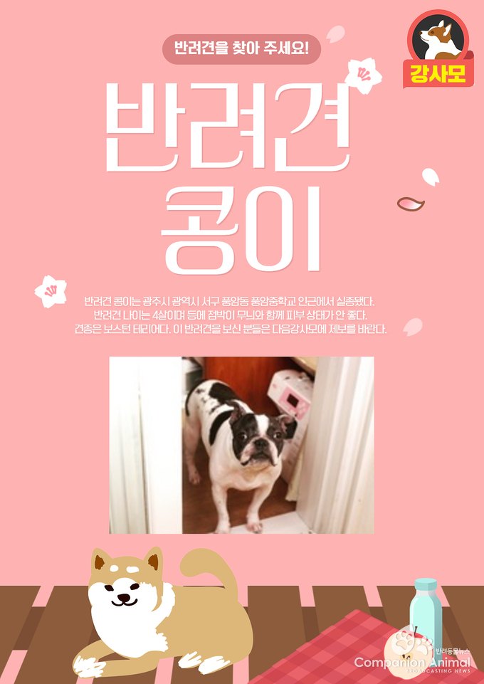 반려견실종, 광주시 광역시 서구 풍암동 인근에서 보스톤테리어 콩이 실종
