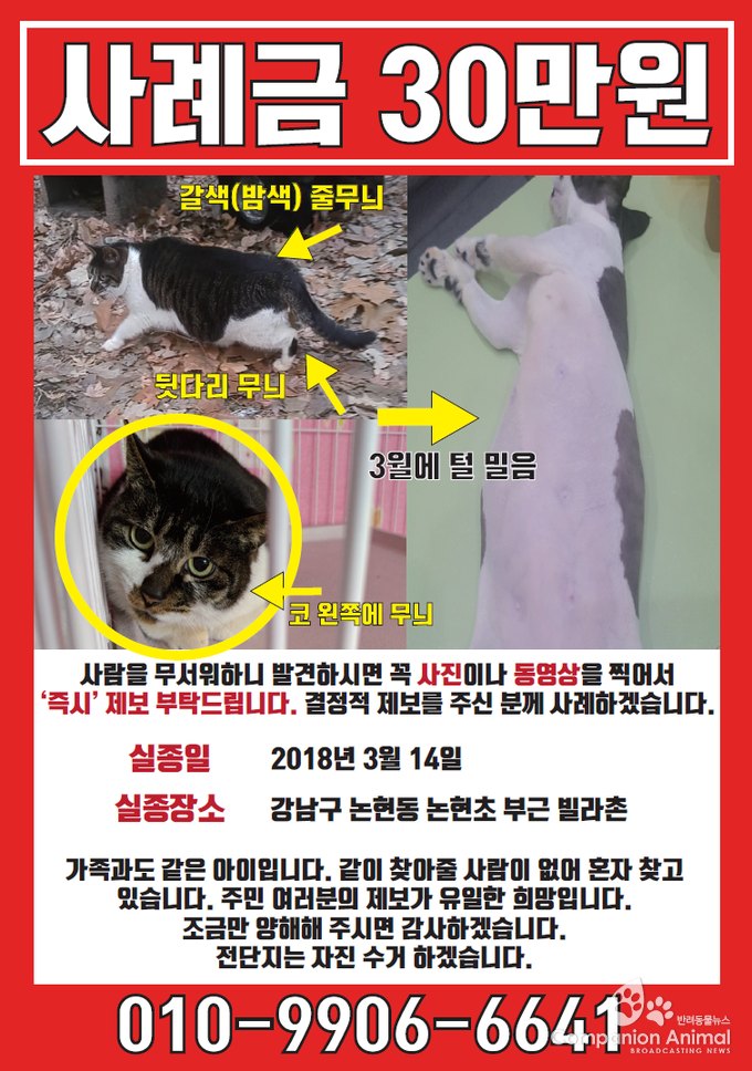 반려묘 미고, 길고양이 출신 "미고를 찾아주세요!" 찾아줄개!