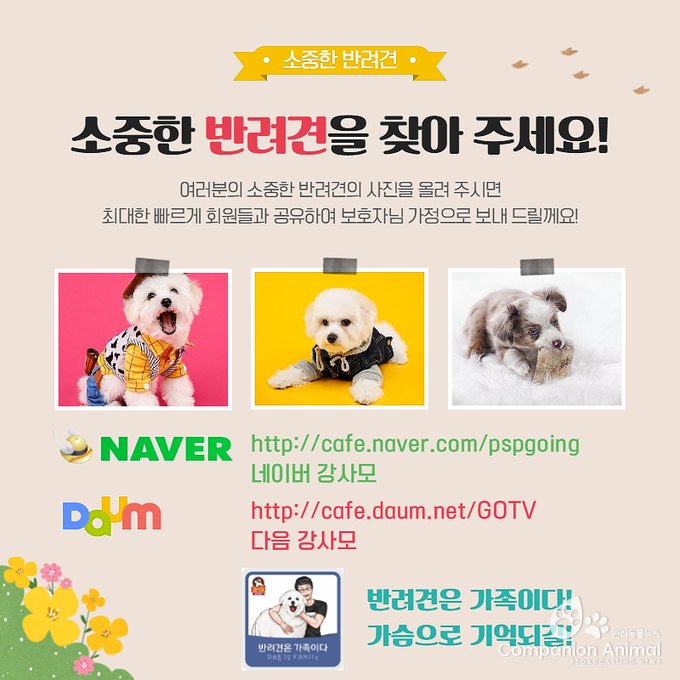 지난 2016년 4월 8일  전주 서신동 천변에서는 코코라는 강아지가 실종됐다. 제보를 요청!