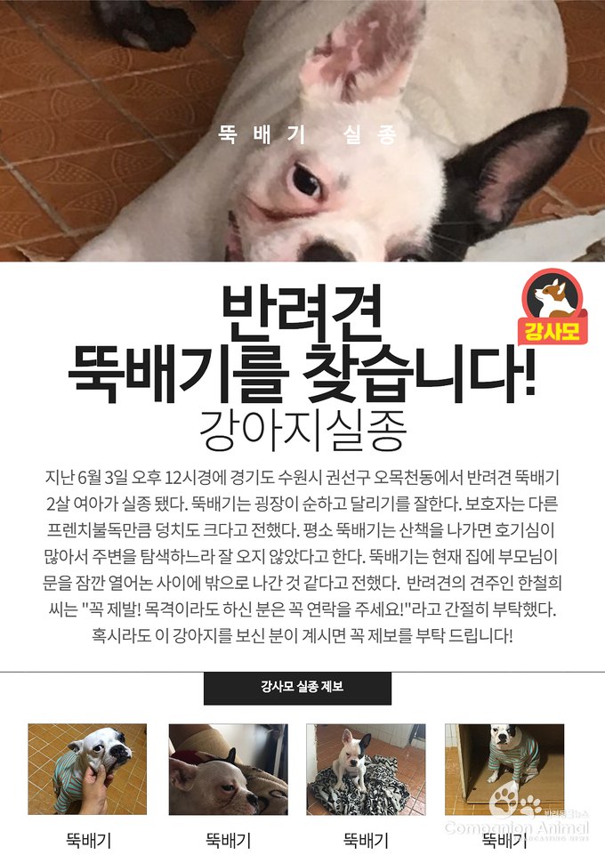 지난 6월 3일 오후 12시경에 경기도 수원시 권선구 오목천동에서 반려견 뚝배기 2살 여아가 실종