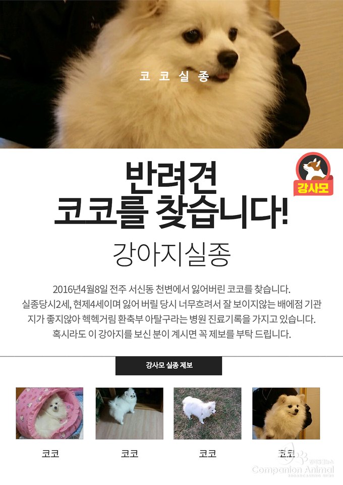 지난 2016년 4월 8일  전주 서신동 천변에서는 코코라는 강아지가 실종됐다. 제보를 요청!