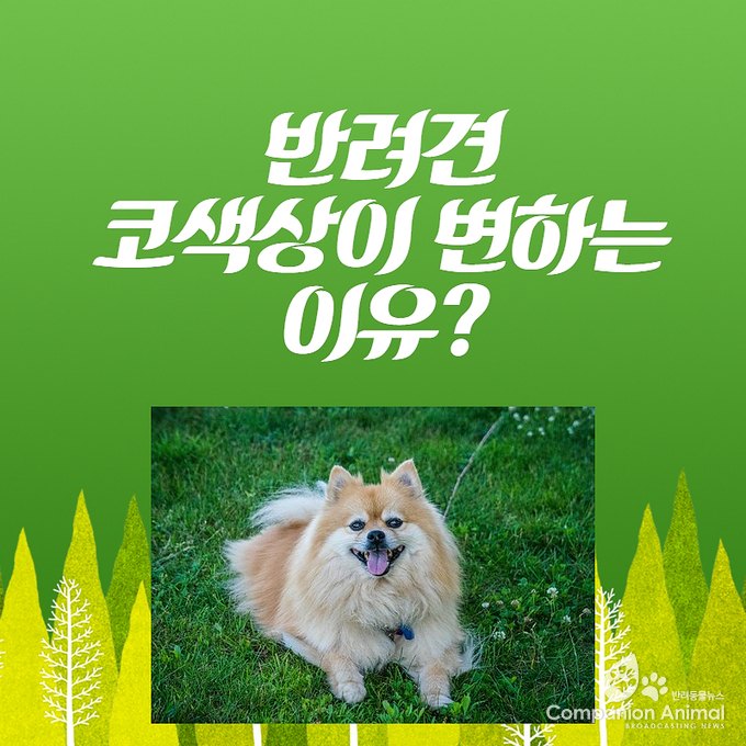 반려견(강아지) 코색상이 변하는 이유?