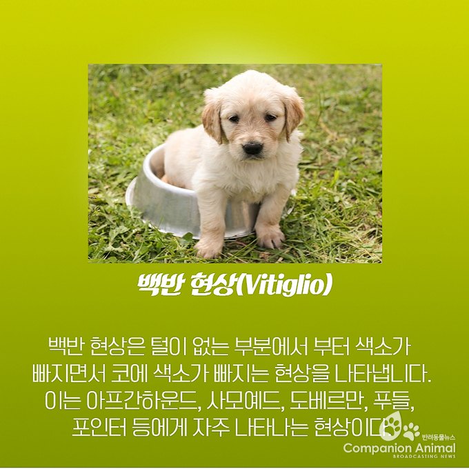 반려견(강아지) 코색상이 변하는 이유?