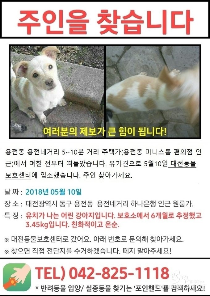 유기견 실종, 대전 용전동 용전네거리 5분에서 10분거리 주택가 반려견 주인을 찾아요!