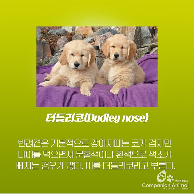 반려견(강아지) 코색상이 변하는 이유?