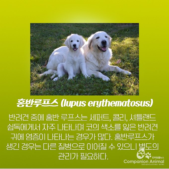 반려견(강아지) 코색상이 변하는 이유?