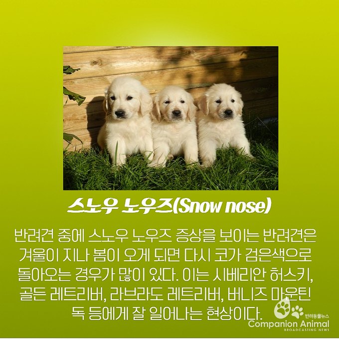 반려견(강아지) 코색상이 변하는 이유?