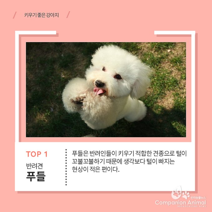 키우기 쉬운 견종 Top1?