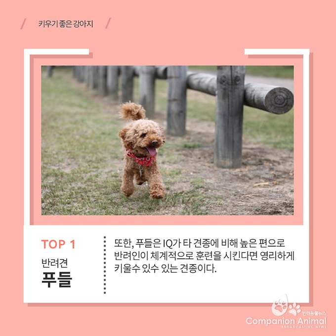 키우기 쉬운 견종 Top1?