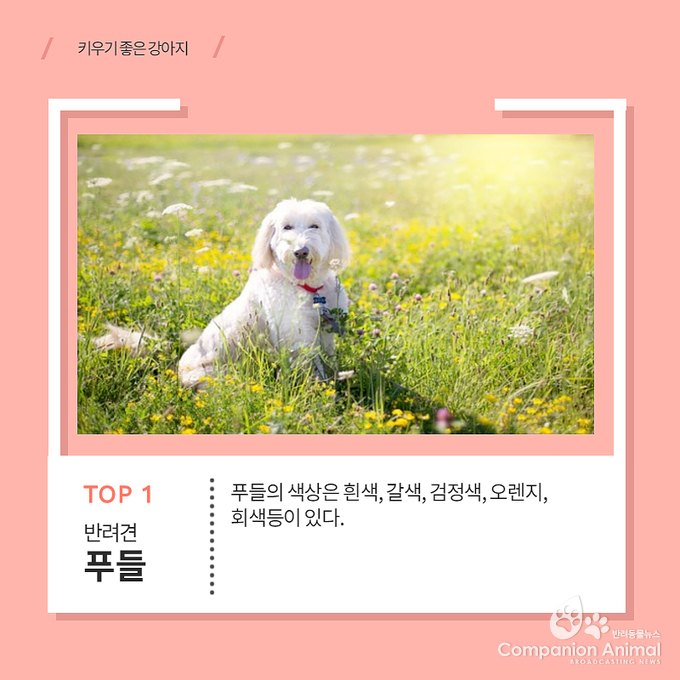 키우기 쉬운 견종 Top1?