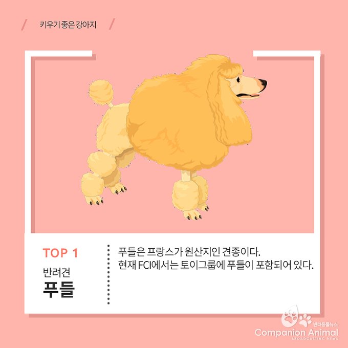 키우기 쉬운 견종 Top1?