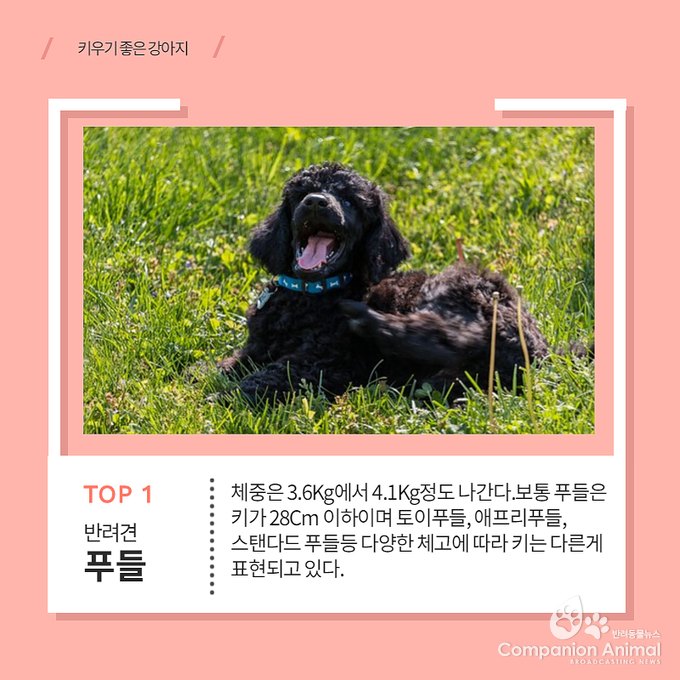 키우기 쉬운 견종 Top1?