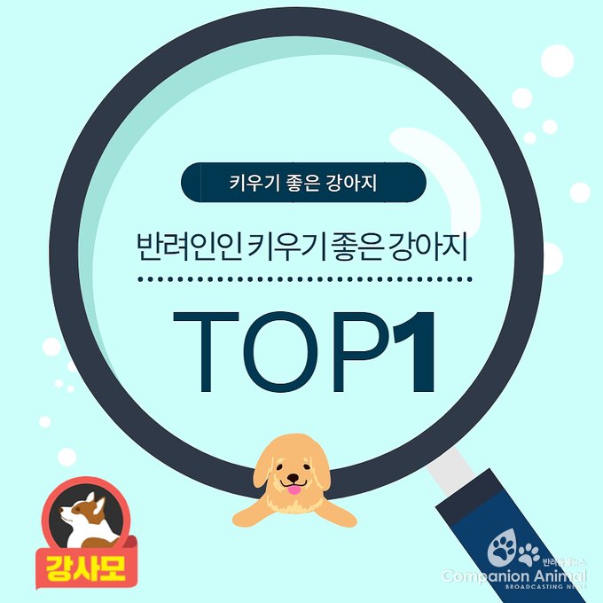 키우기 쉬운 견종 Top1?