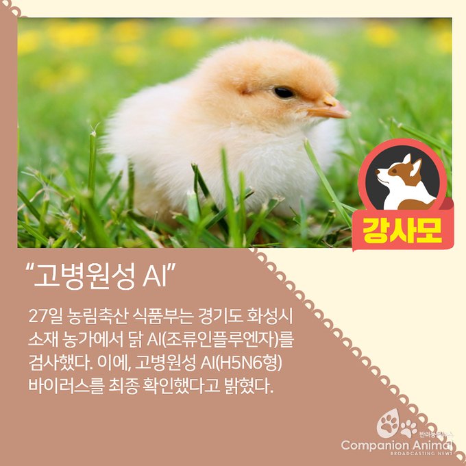 고병원성 AI 확진, "1일 1재앙"에 네티즌들의 반응이 심상치 않아?