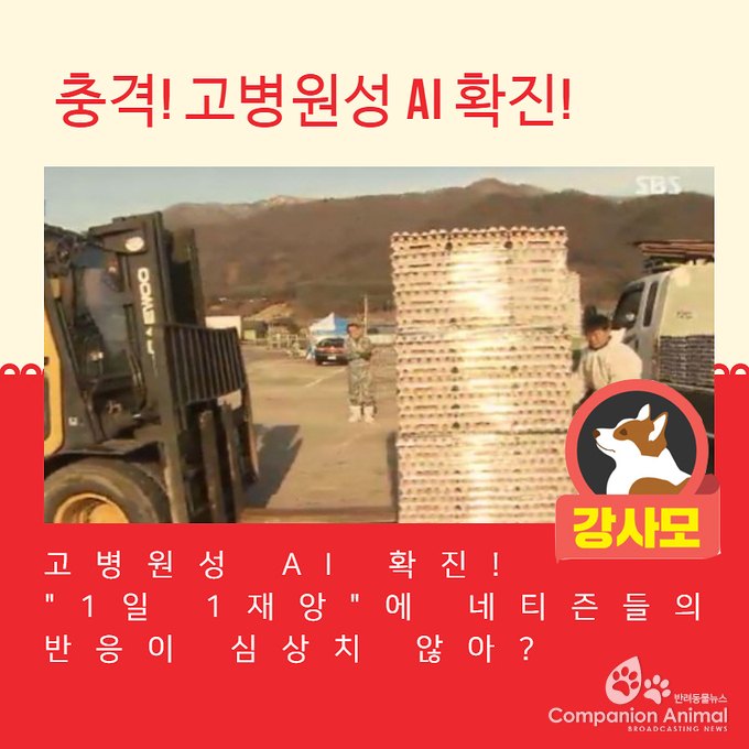 고병원성 AI 확진, "1일 1재앙"에 네티즌들의 반응이 심상치 않아?