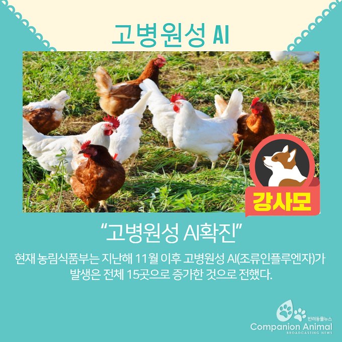 고병원성 AI 확진, "1일 1재앙"에 네티즌들의 반응이 심상치 않아?