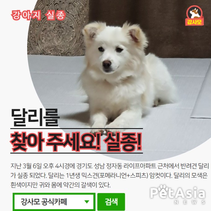 경기도 성남시 정자동 근처에서 반려견 달리가 실종 되었다. 성남에 사시는 분들은 강사모 공식카페로 제보를 바란다.