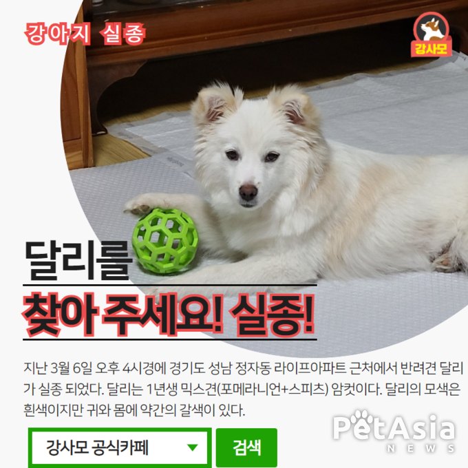 경기도 성남시 정자동 근처에서 반려견 달리가 실종 되었다. 성남에 사시는 분들은 강사모 공식카페로 제보를 바란다.