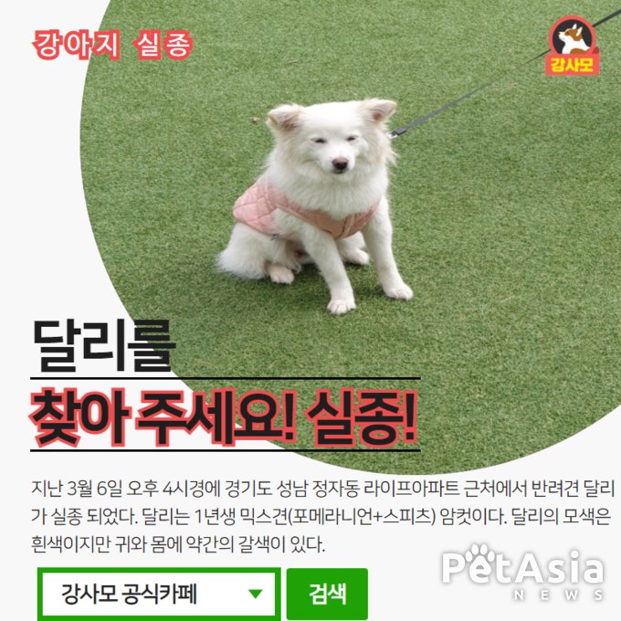 경기도 성남시 정자동 근처에서 반려견 달리가 실종 되었다. 성남에 사시는 분들은 강사모 공식카페로 제보를 바란다.