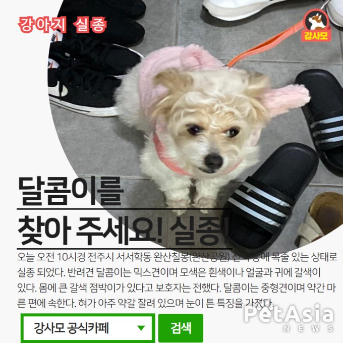 전주시 서서학동 완산칠봉(완산공운)에서 실종된 "믹스견 달콤이"를 찾아 주세요. 강아지 실종 정보를 공유 부탁드립니다.