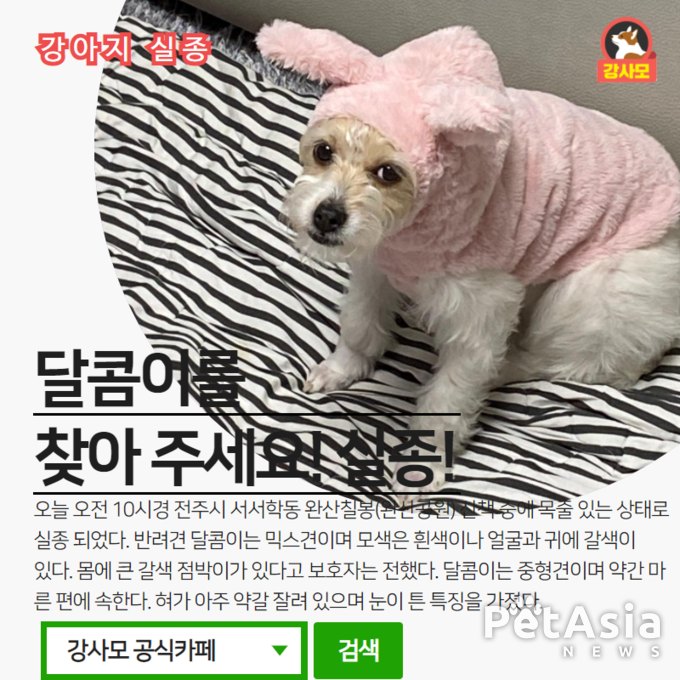전주시 서서학동 완산칠봉(완산공운)에서 실종된 "믹스견 달콤이"를 찾아 주세요. 강아지 실종 정보를 공유 부탁드립니다.
