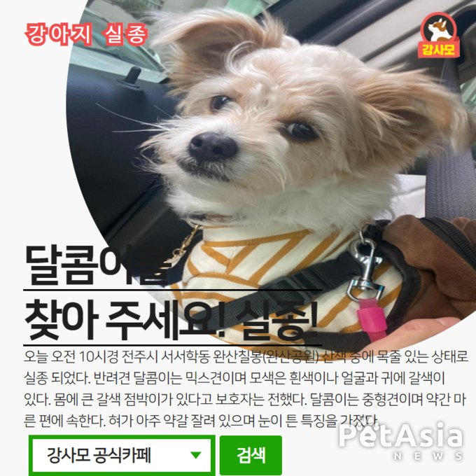 전주시 서서학동 완산칠봉(완산공운)에서 실종된 "믹스견 달콤이"를 찾아 주세요. 강아지 실종 정보를 공유 부탁드립니다.