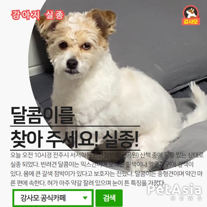 전주시 서서학동 완산칠봉(완산공운)에서 실종된 "믹스견 달콤이"를 찾아 주세요. 강아지 실종 정보를 공유 부탁드립니다.